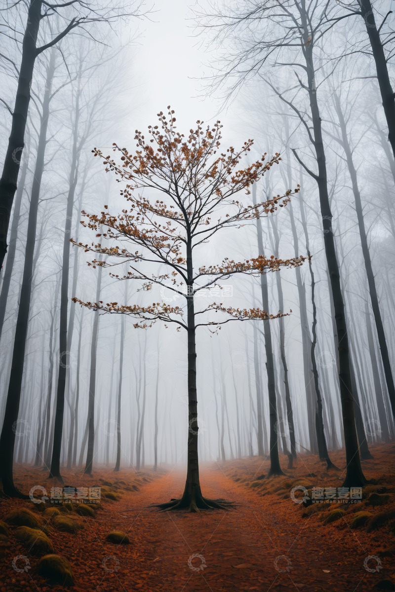 高清大图下载【趣麦麦图】雾中森林孤树景象