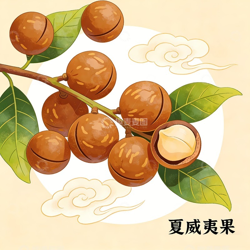 高清大图下载【趣麦麦图】夏威夷果手绘