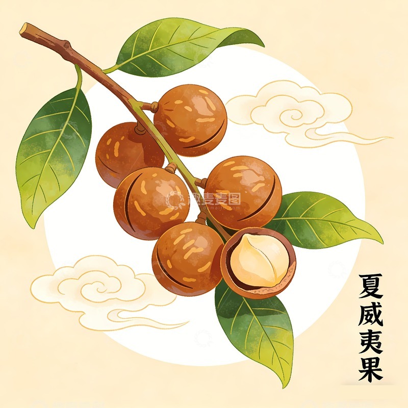 高清大图下载【趣麦麦图】夏威夷果插画