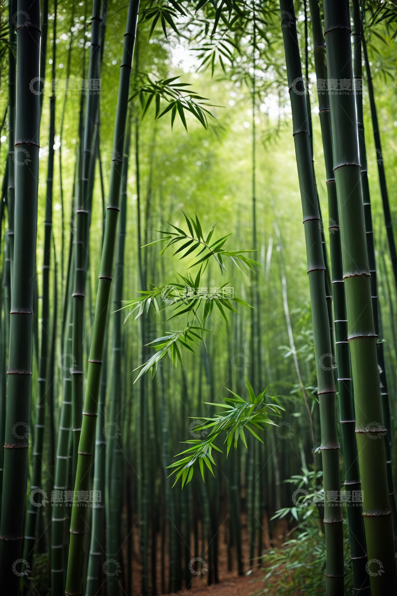 高清大图下载【趣麦麦图】茂密翠绿的竹林自然景观