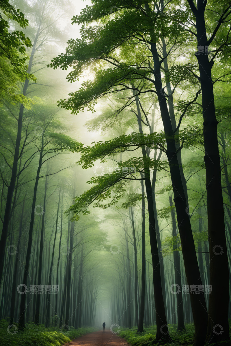 高清大图下载【趣麦麦图】雾中森林一人漫步景象