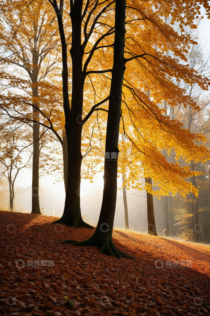 高清大图下载【趣麦麦图】秋日阳光照耀下的森林景色