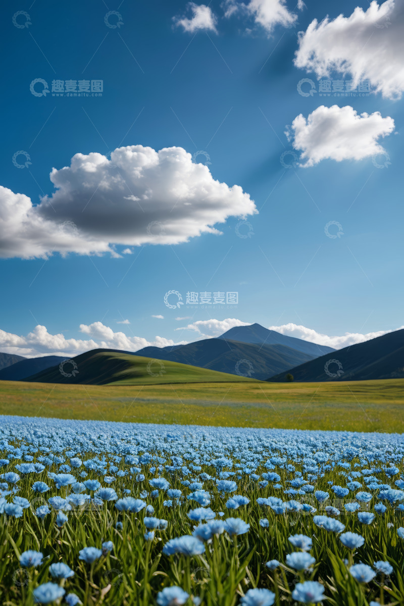 高清大图下载【趣麦麦图】草原上盛开的蓝色花海