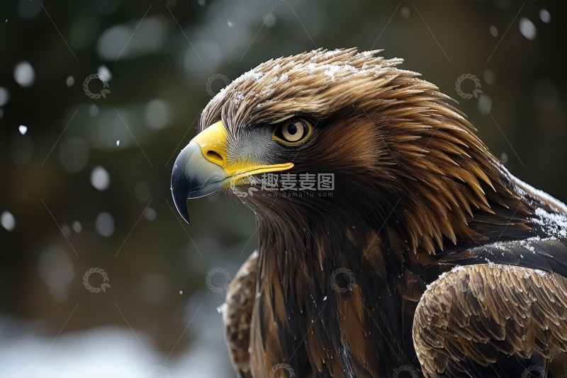 高清大图下载【趣麦麦图】一只雄鹰特写摄影