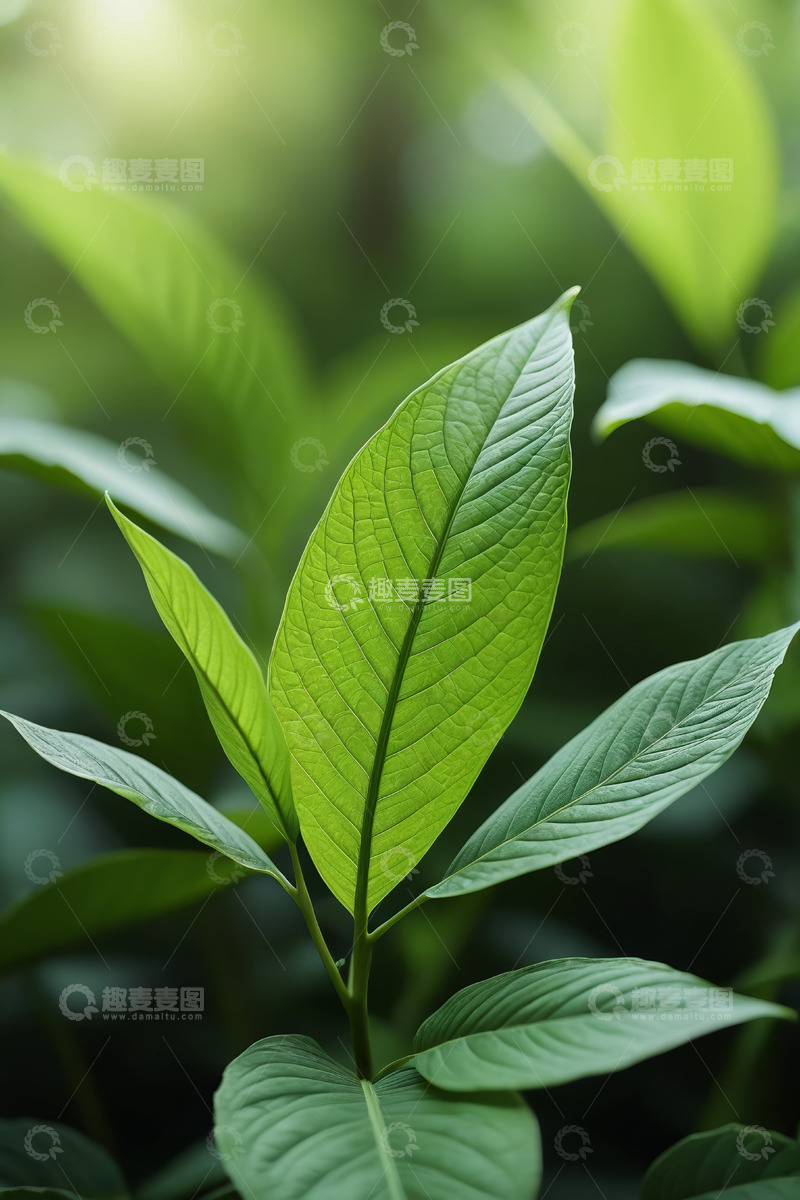 高清大图下载【趣麦麦图】特写绿色植物叶片