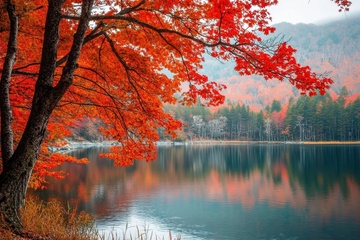 秋季湖泊和红色的枫树