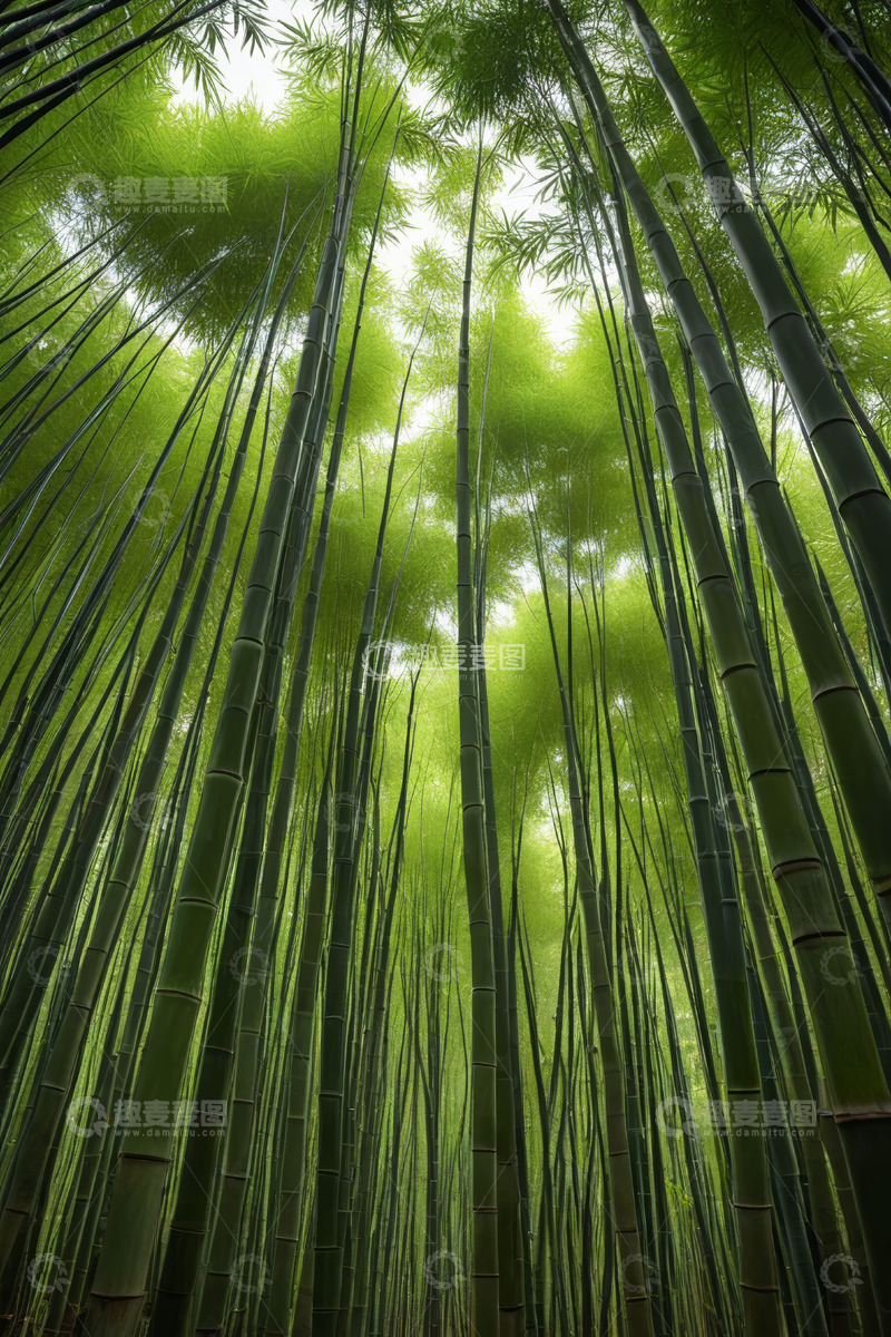 高清大图下载【趣麦麦图】仰拍茂密竹林自然景观
