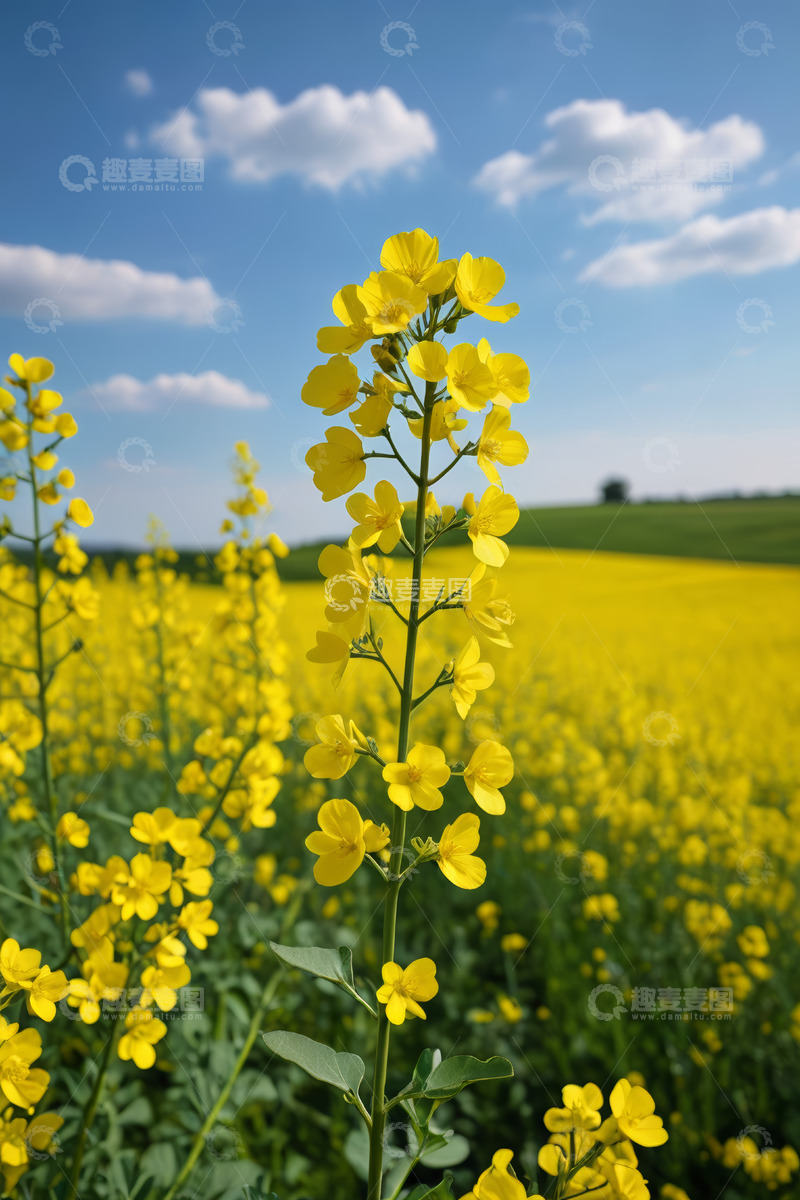 高清大图下载【趣麦麦图】金黄油菜花田与蓝天白云