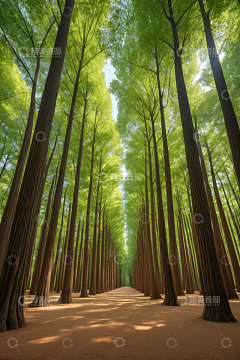 笔直挺拔的森林树木景观