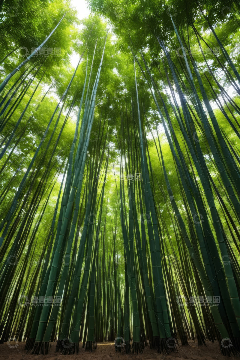 高清大图下载【趣麦麦图】茂密竹林自然风光全景