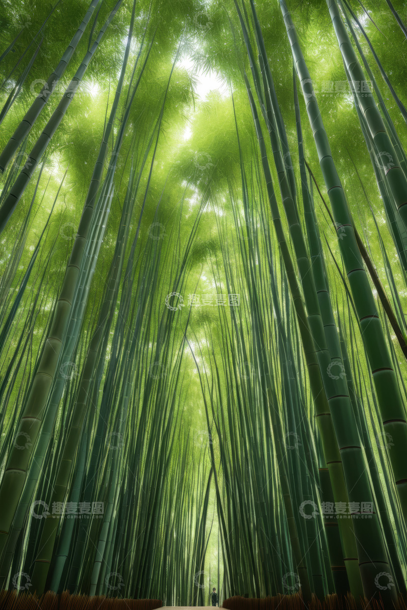 高清大图下载【趣麦麦图】茂密竹林自然景观