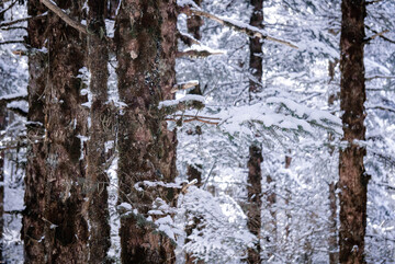 冬日雪景森林自然风光摄影