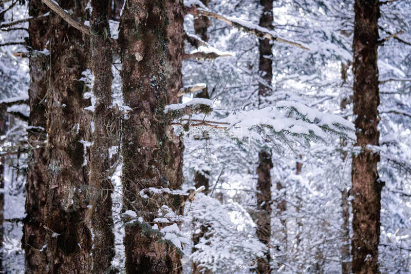 高清大图下载【趣麦麦图】冬日雪景森林自然风光摄影