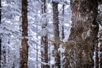 冬日雪林树干特写