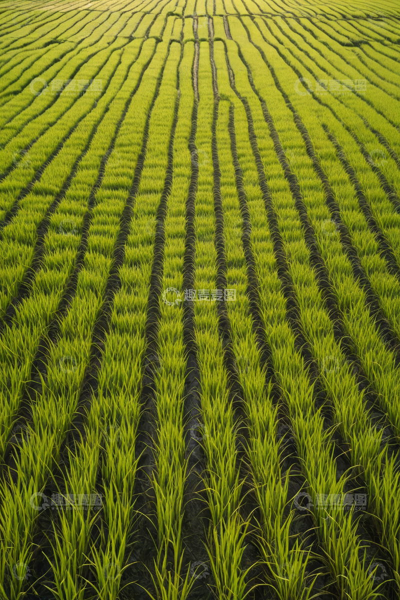 高清大图下载【趣麦麦图】整齐排列的绿色稻田景观