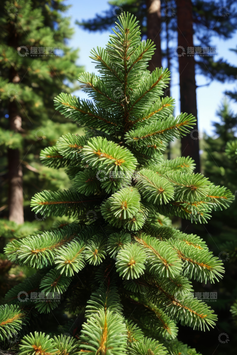 高清大图下载【趣麦麦图】森林中绿色针叶树特写