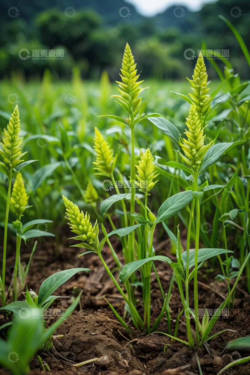 高清大图下载【趣麦麦图】田野中生长的绿色植物