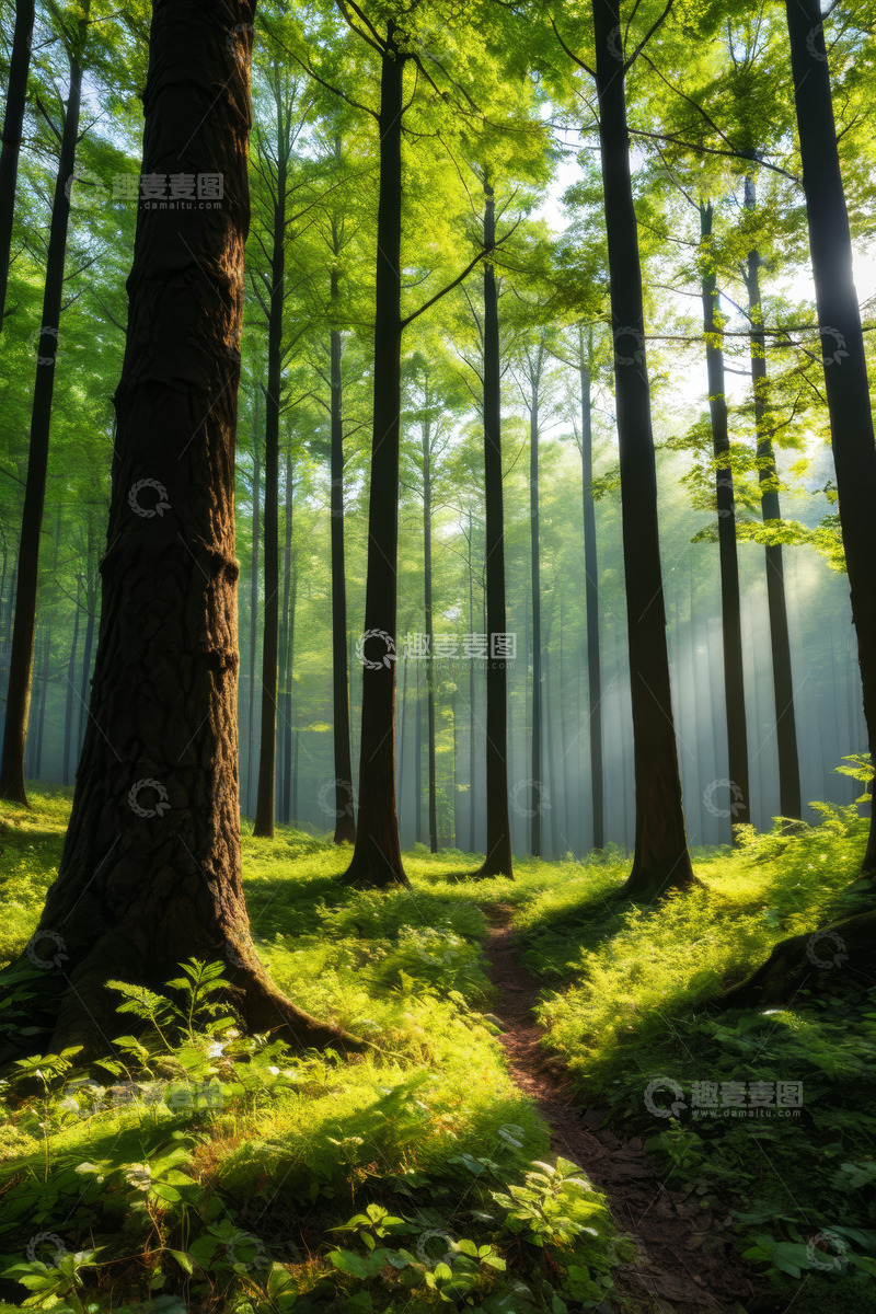 高清大图下载【趣麦麦图】阳光照耀下的绿色森林小径