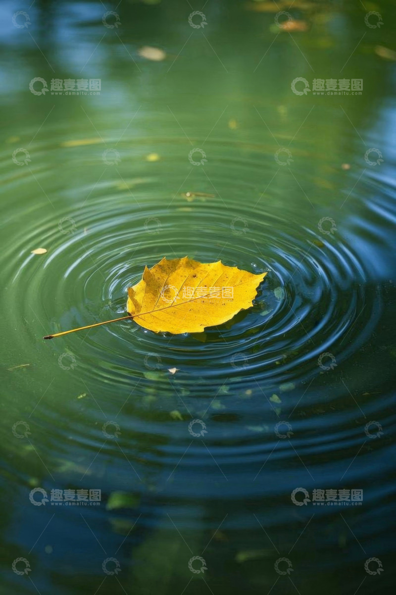 高清大图下载【趣麦麦图】水面漂浮的黄色秋叶