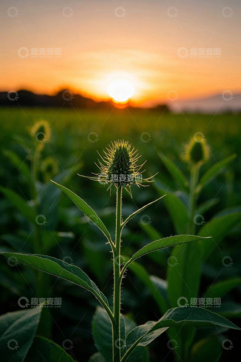 高清大图下载【趣麦麦图】田野植物与日落景观
