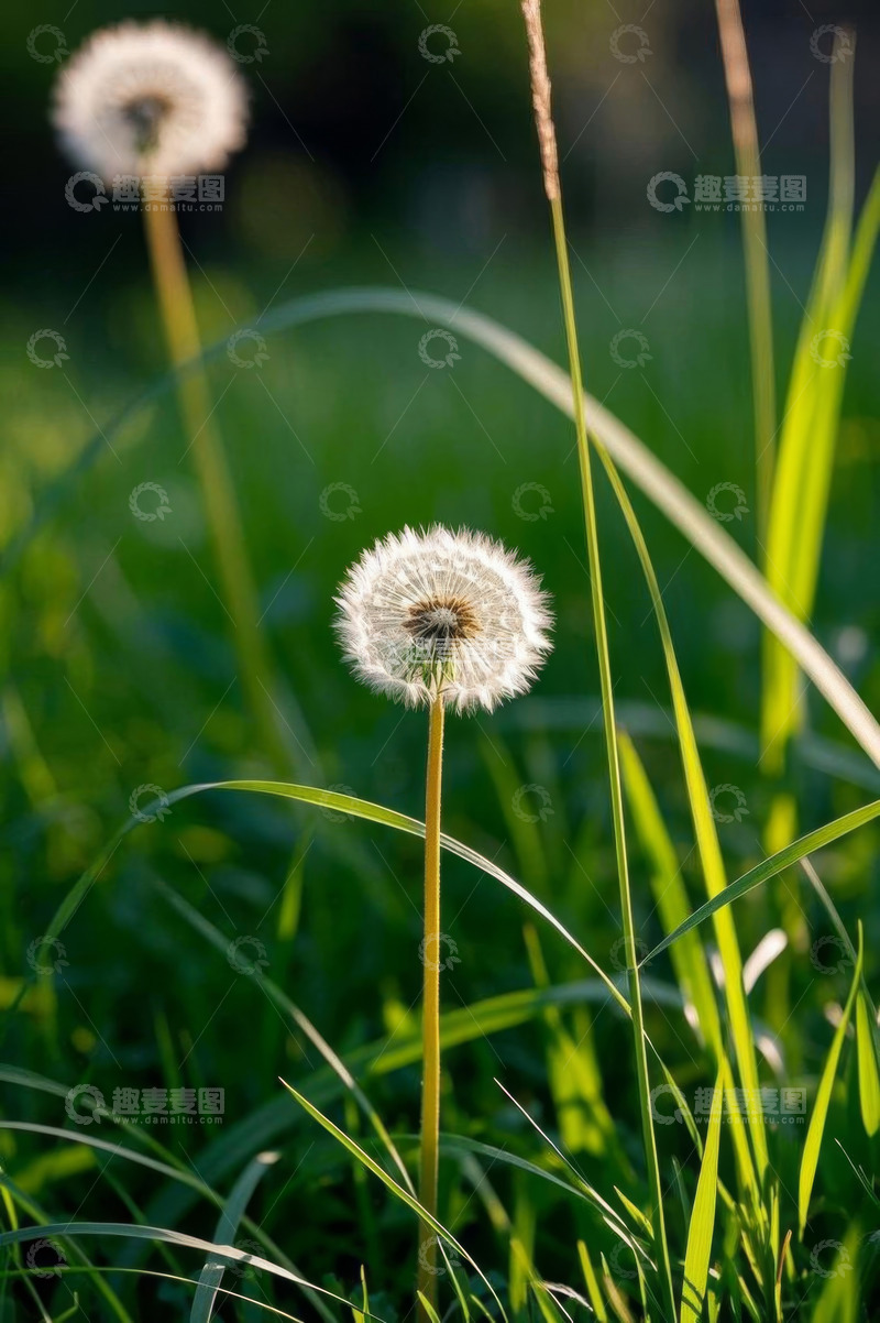 高清大图下载【趣麦麦图】草地上的蒲公英特写