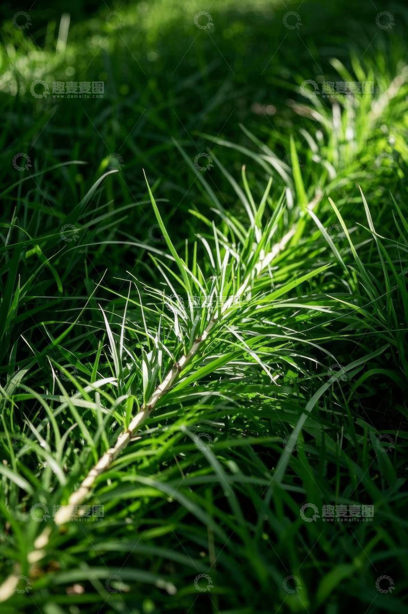 高清大图下载【趣麦麦图】阳光下的绿色植物枝叶特写