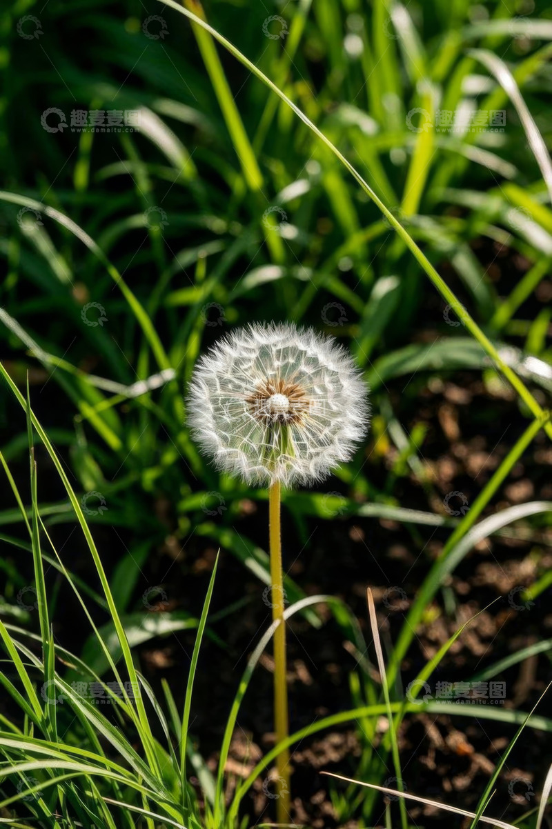 高清大图下载【趣麦麦图】蒲公英特写近景自然风光
