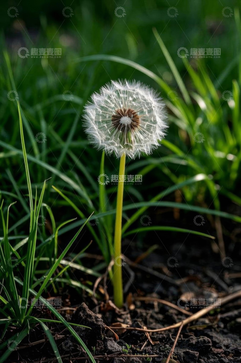 高清大图下载【趣麦麦图】蒲公英特写自然场景