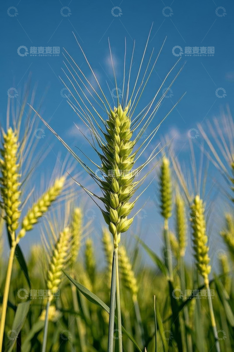 高清大图下载【趣麦麦图】麦田中小麦特写