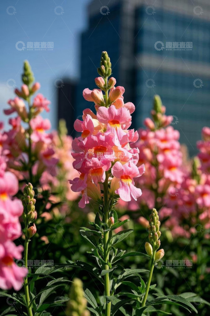 高清大图下载【趣麦麦图】城市中的粉色金鱼草花卉