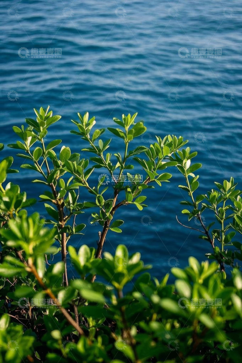 高清大图下载【趣麦麦图】海边绿植与蓝色海洋景观