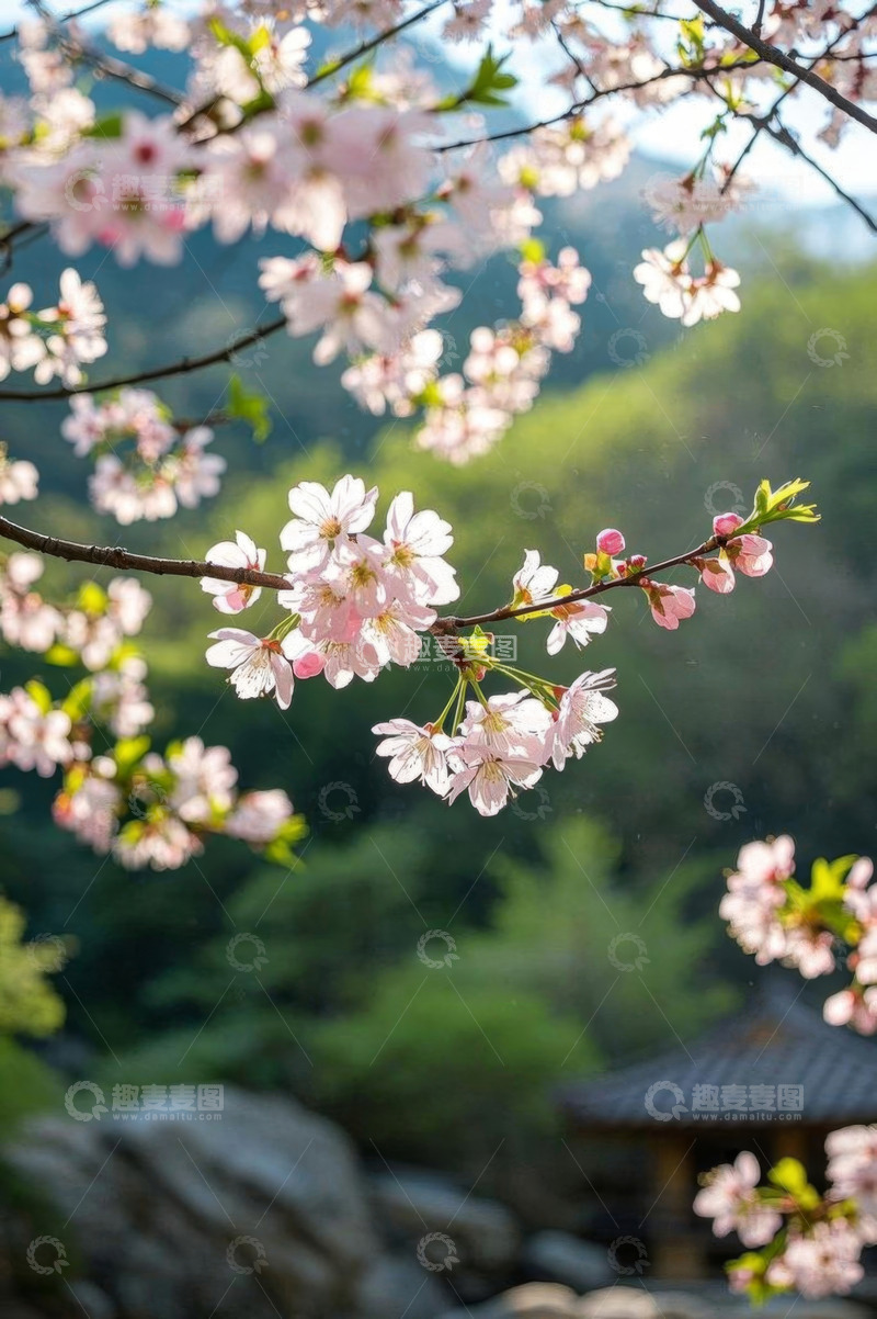 高清大图下载【趣麦麦图】盛开的樱花树枝自然风光