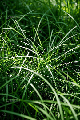 高清大图下载【趣麦麦图】阳光下的绿色草丛