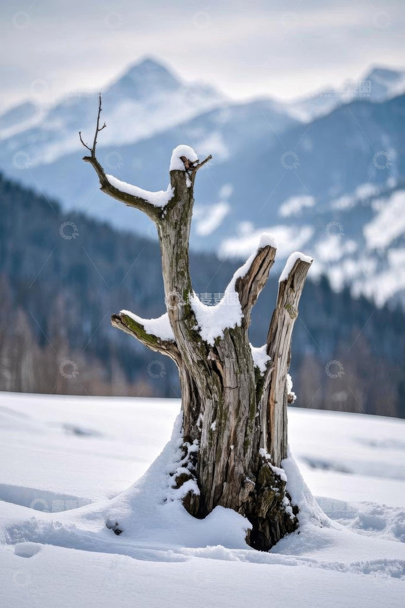 高清大图下载【趣麦麦图】雪中山间枯树风景