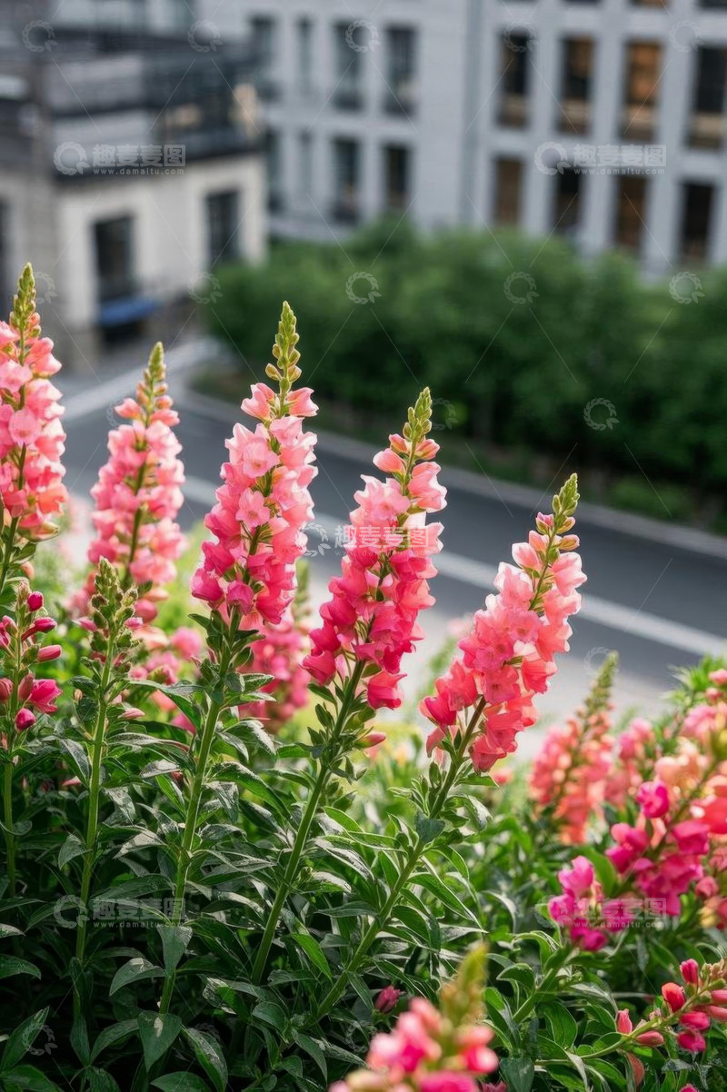 高清大图下载【趣麦麦图】街道旁盛开的粉色花卉