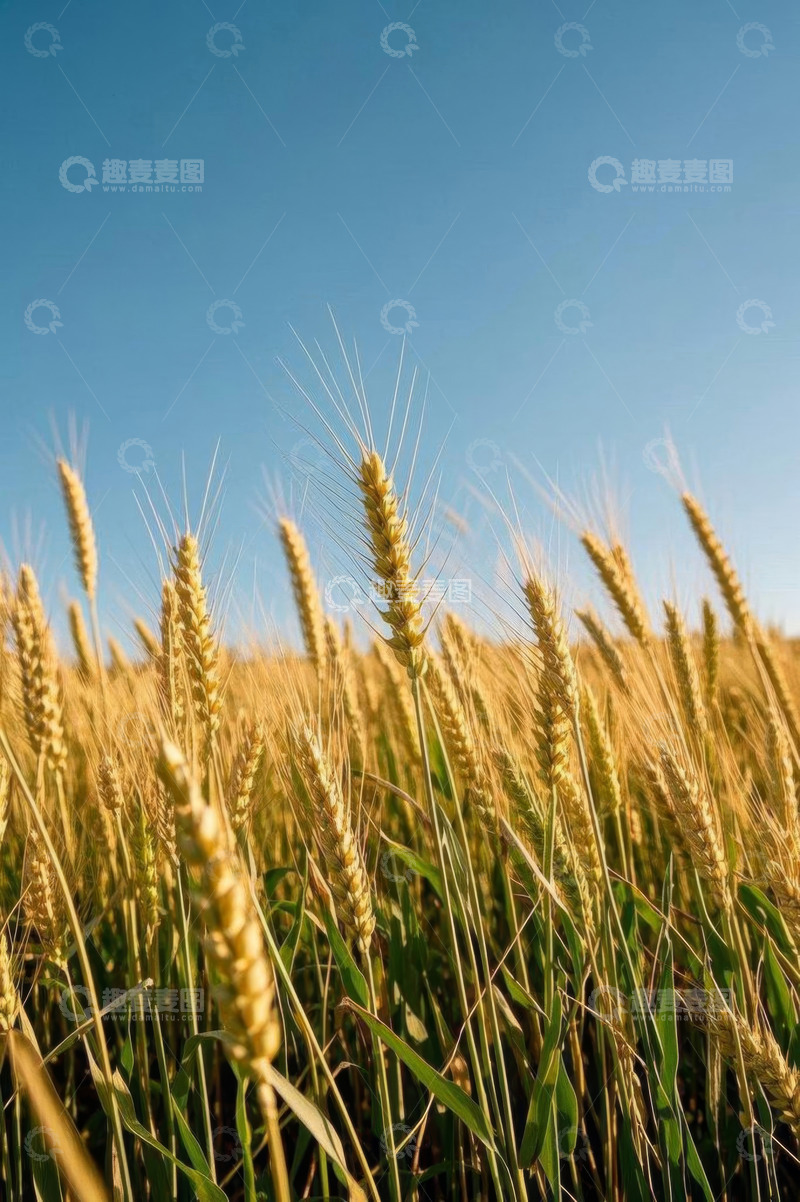 高清大图下载【趣麦麦图】麦田中成熟的小麦