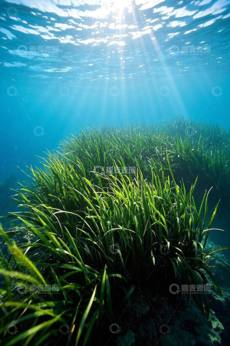高清大图下载【趣麦麦图】水下阳光照射海草景观