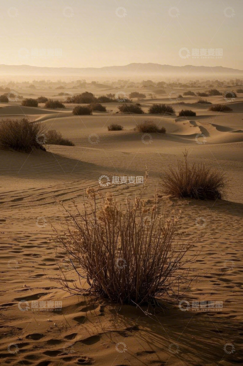 高清大图下载【趣麦麦图】沙漠自然风光沙丘植物景观