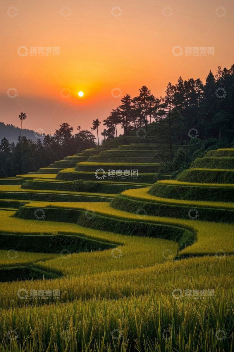 高清大图下载【趣麦麦图】日落时分的梯田稻田风光