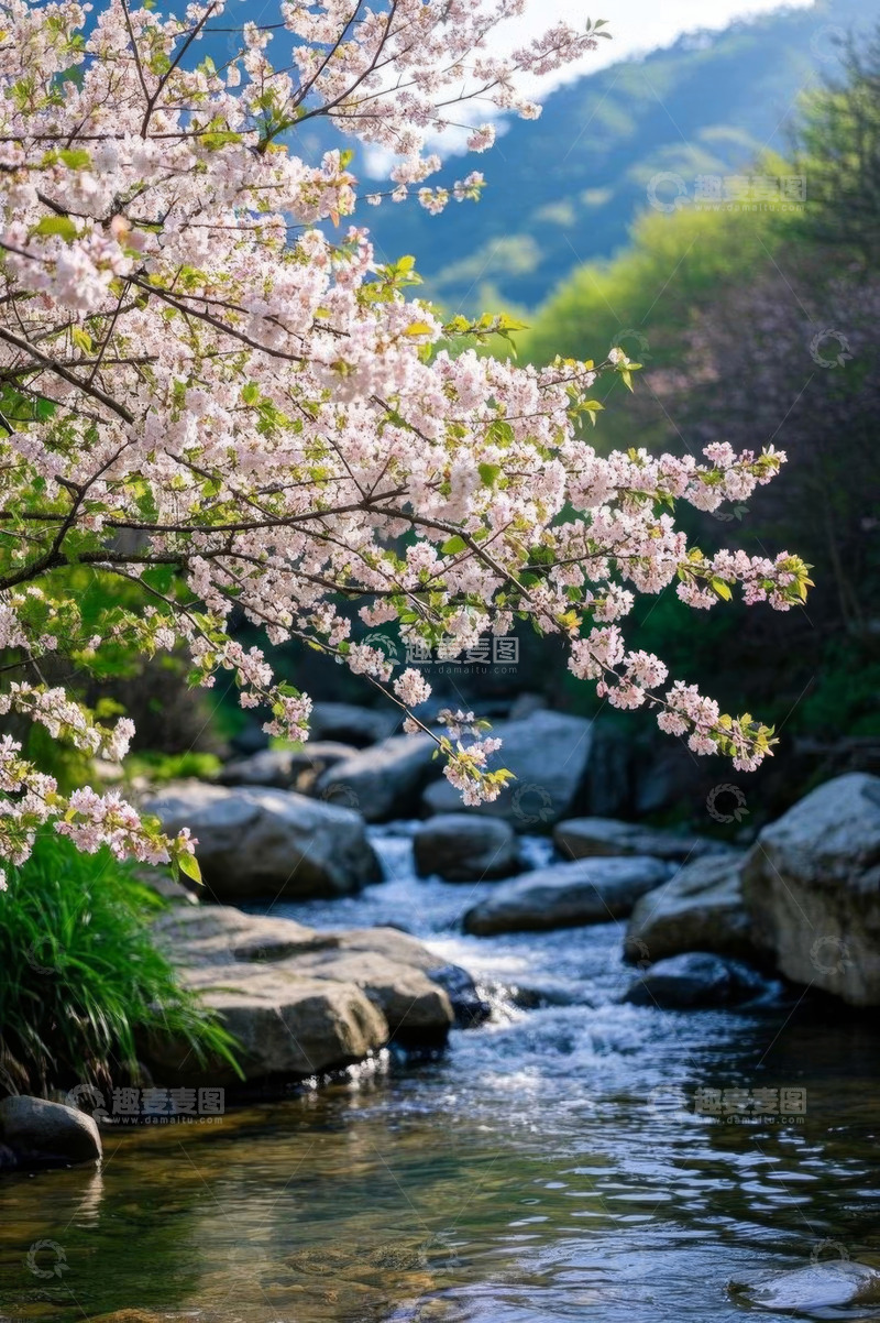 高清大图下载【趣麦麦图】溪边盛开的粉色樱花