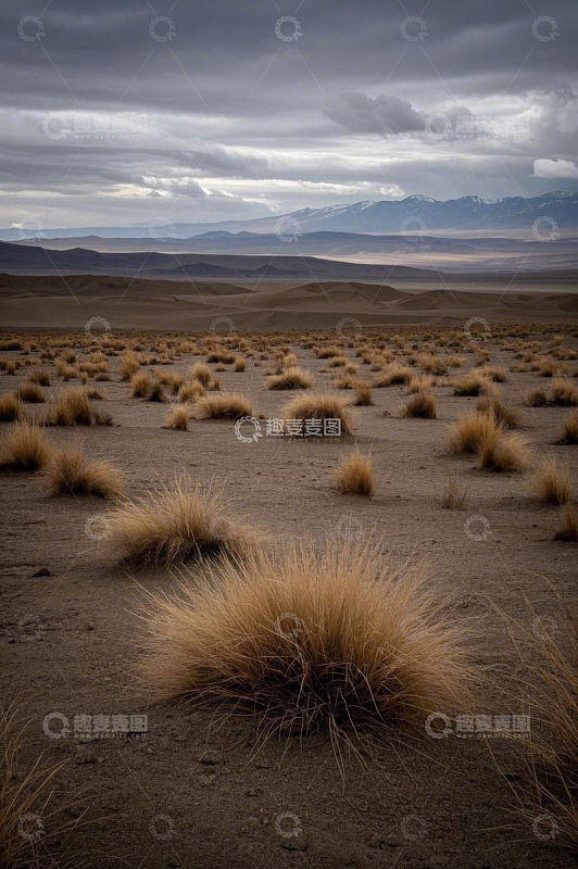 沙漠荒野远景与低矮植被