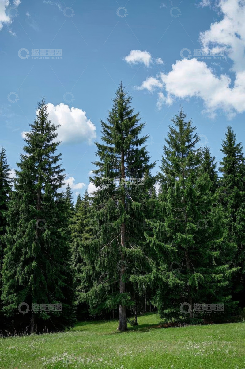 高清大图下载【趣麦麦图】户外森林蓝天白云绿树景观