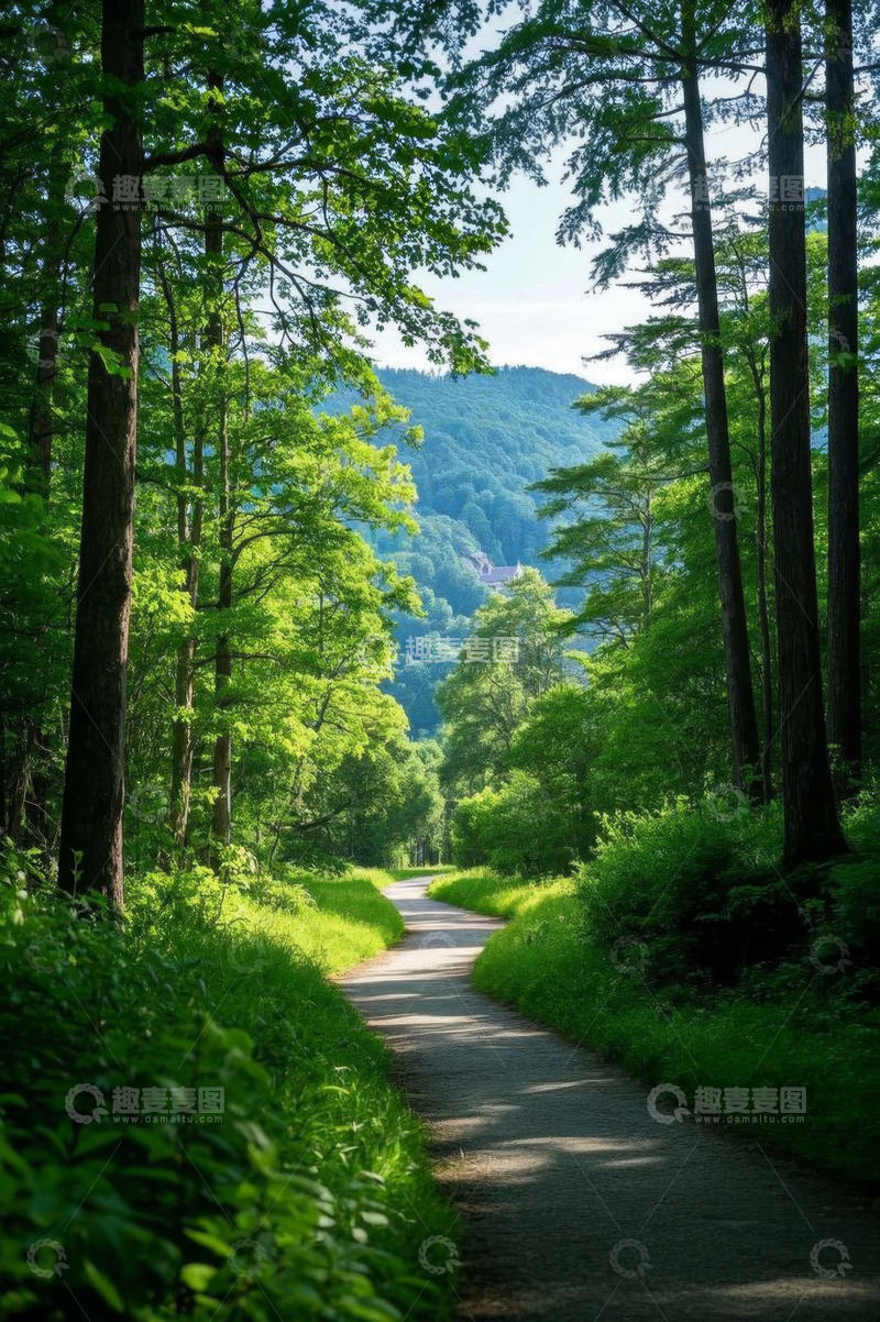 高清大图下载【趣麦麦图】森林中的蜿蜒小路