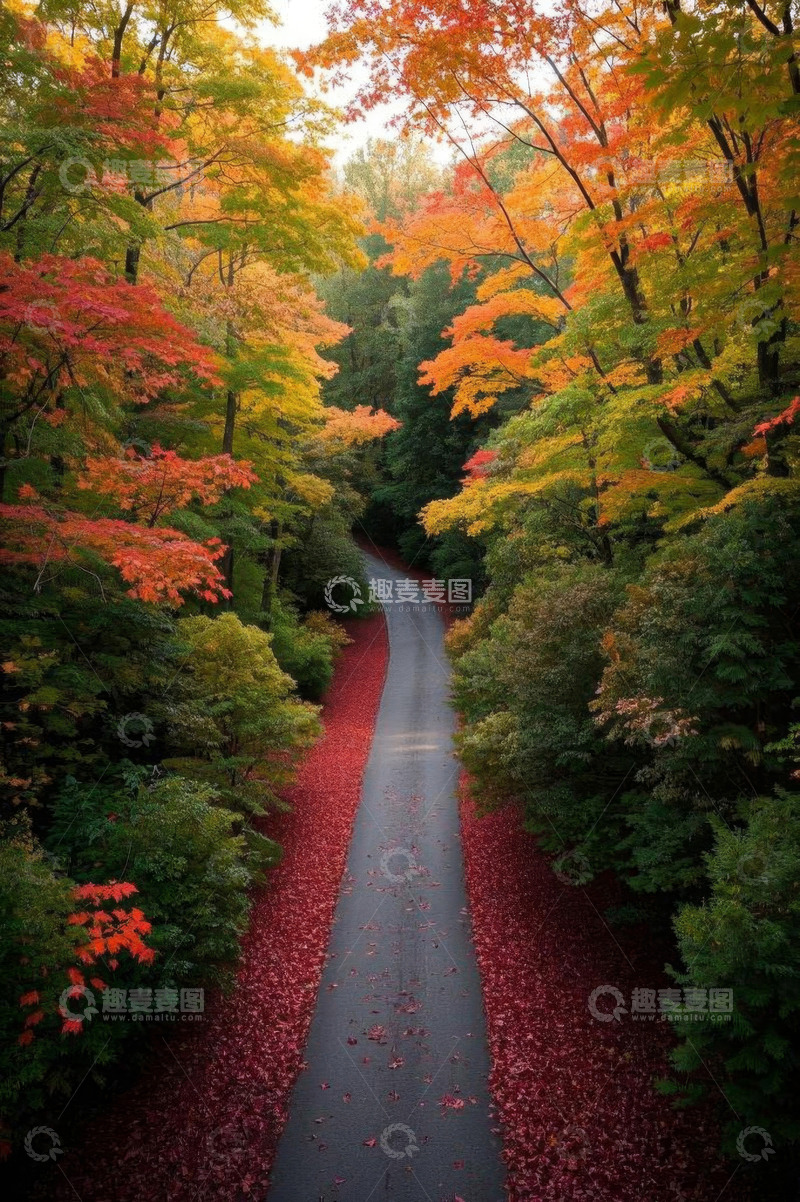 高清大图下载【趣麦麦图】秋日森林中的蜿蜒小路