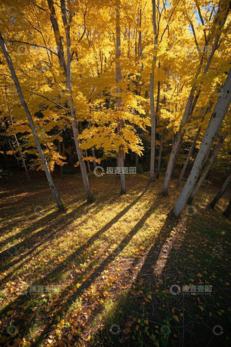 高清大图下载【趣麦麦图】秋日森林阳光洒落景象