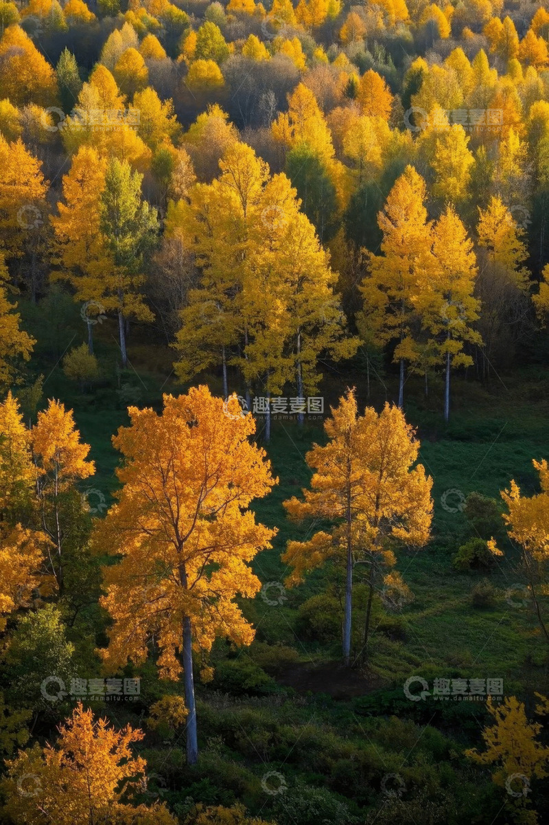 高清大图下载【趣麦麦图】秋日森林金黄树木景观