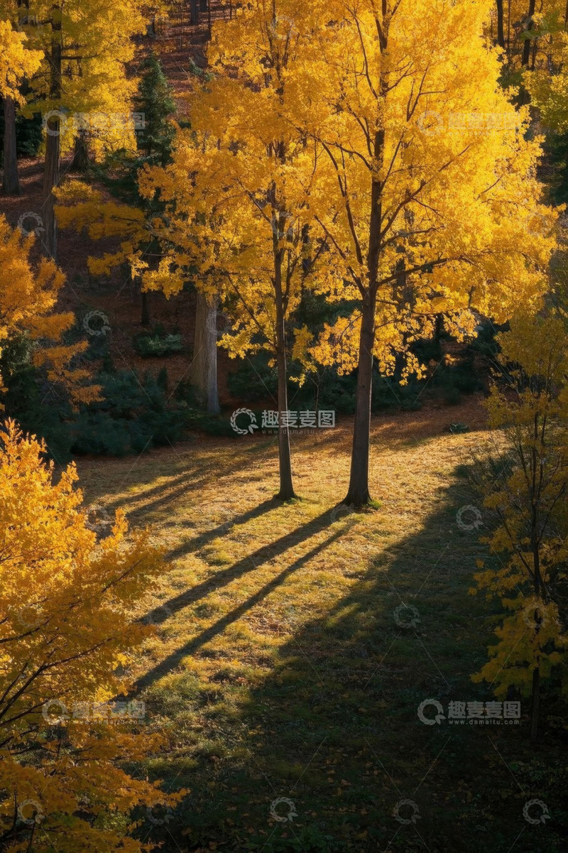 高清大图下载【趣麦麦图】秋日树林金黄树叶自然景观