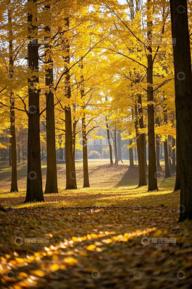 高清大图下载【趣麦麦图】秋日金黄树林风景