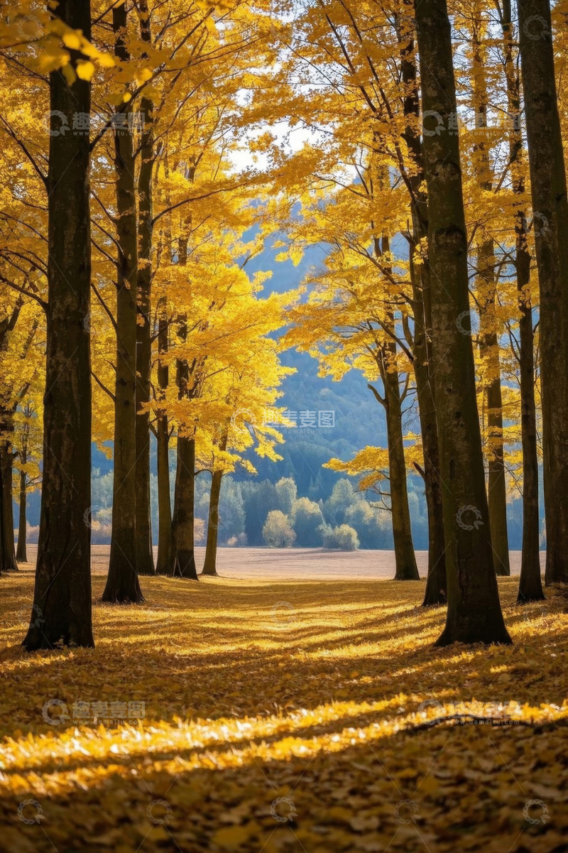 高清大图下载【趣麦麦图】秋日金黄树林风景