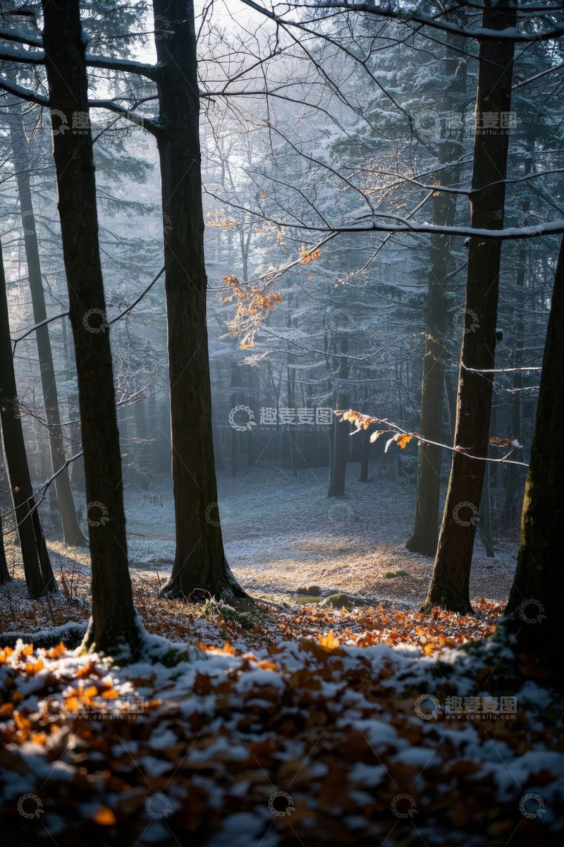高清大图下载【趣麦麦图】冬日森林阳光洒落叶雪景